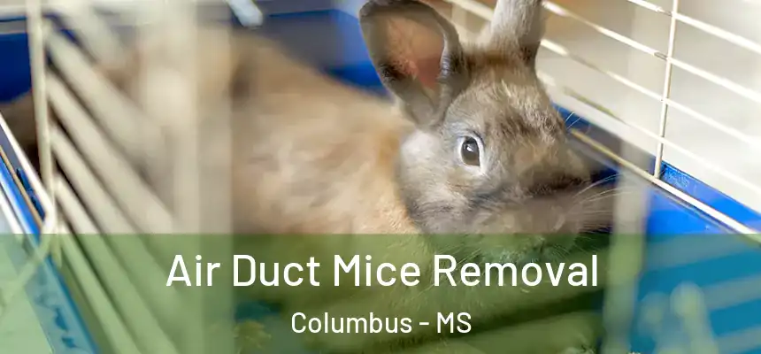 Air Duct Mice Removal Columbus - MS